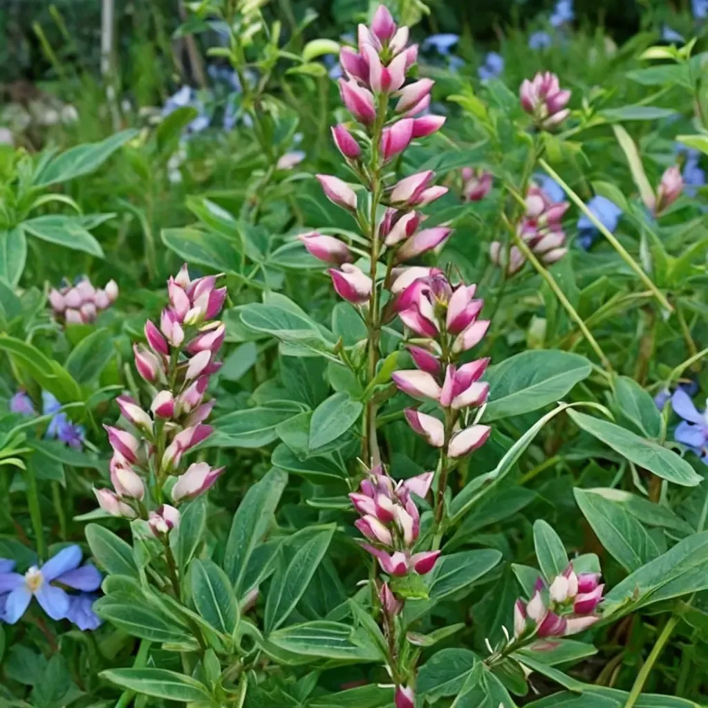 Rodeo Rose Arroyo Lupine
