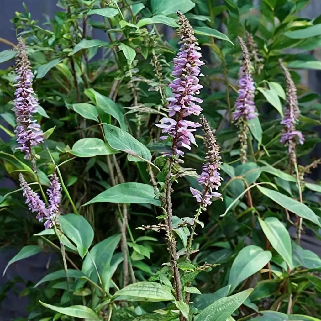 Lindley Butterfly Bush