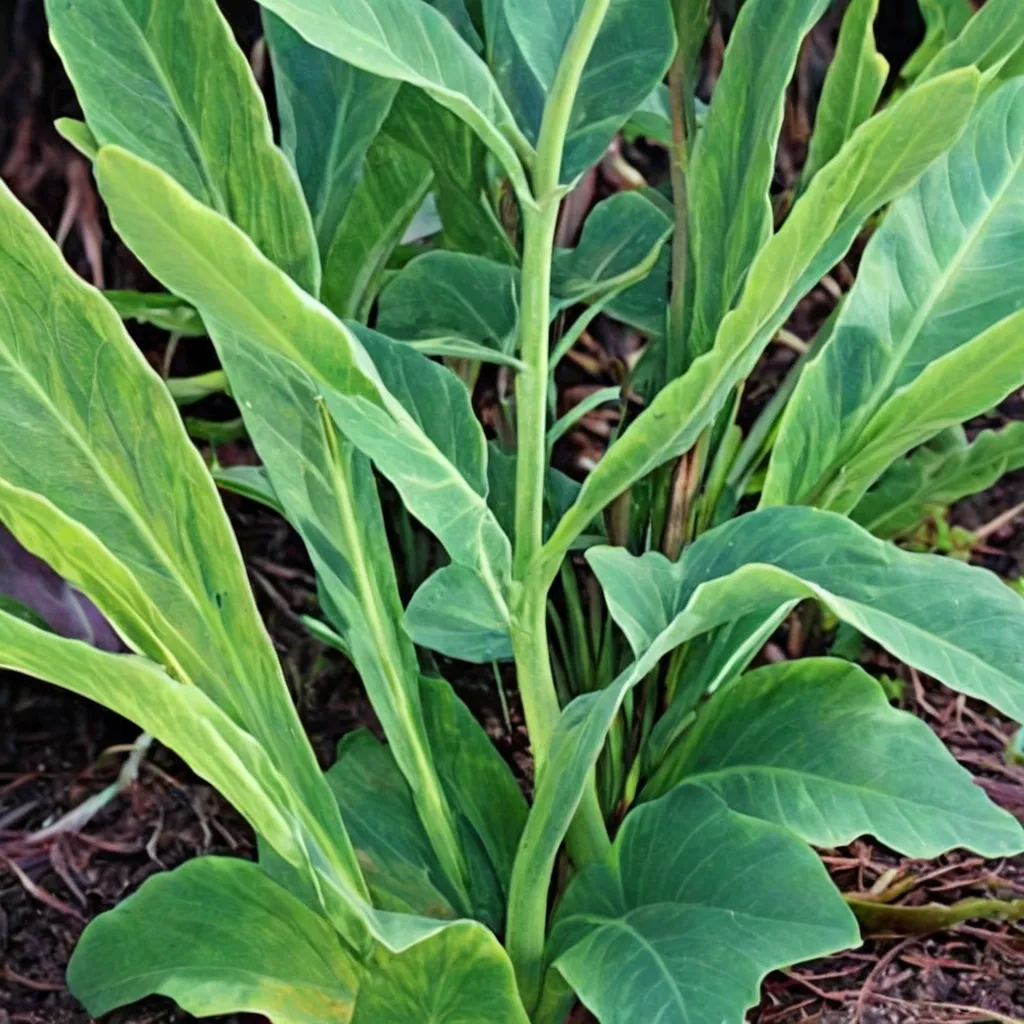 Elephant Ear