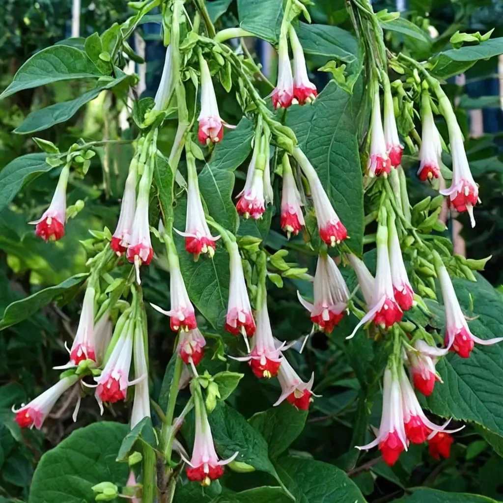 Bolivian Fuchsia