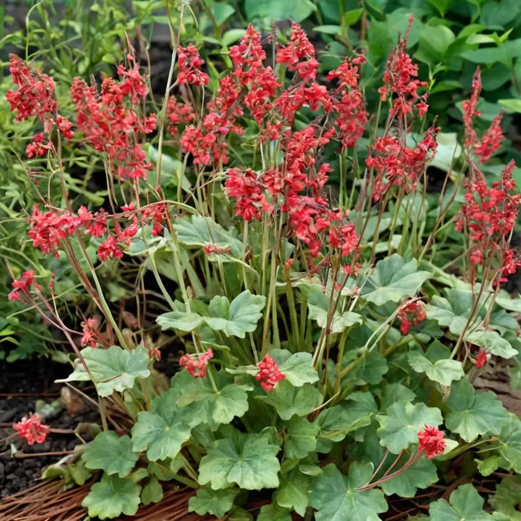Coral Bells