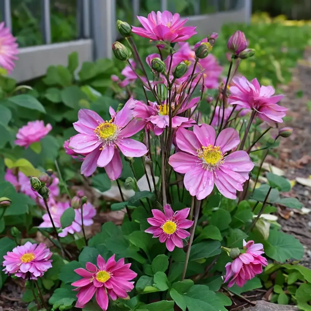 Japanese Anemone 'Pamina'
