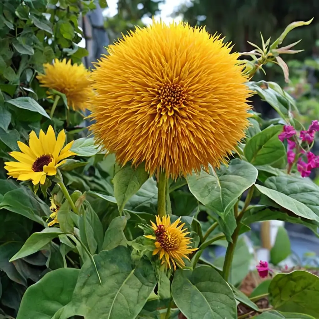 Big Bear Sunflower