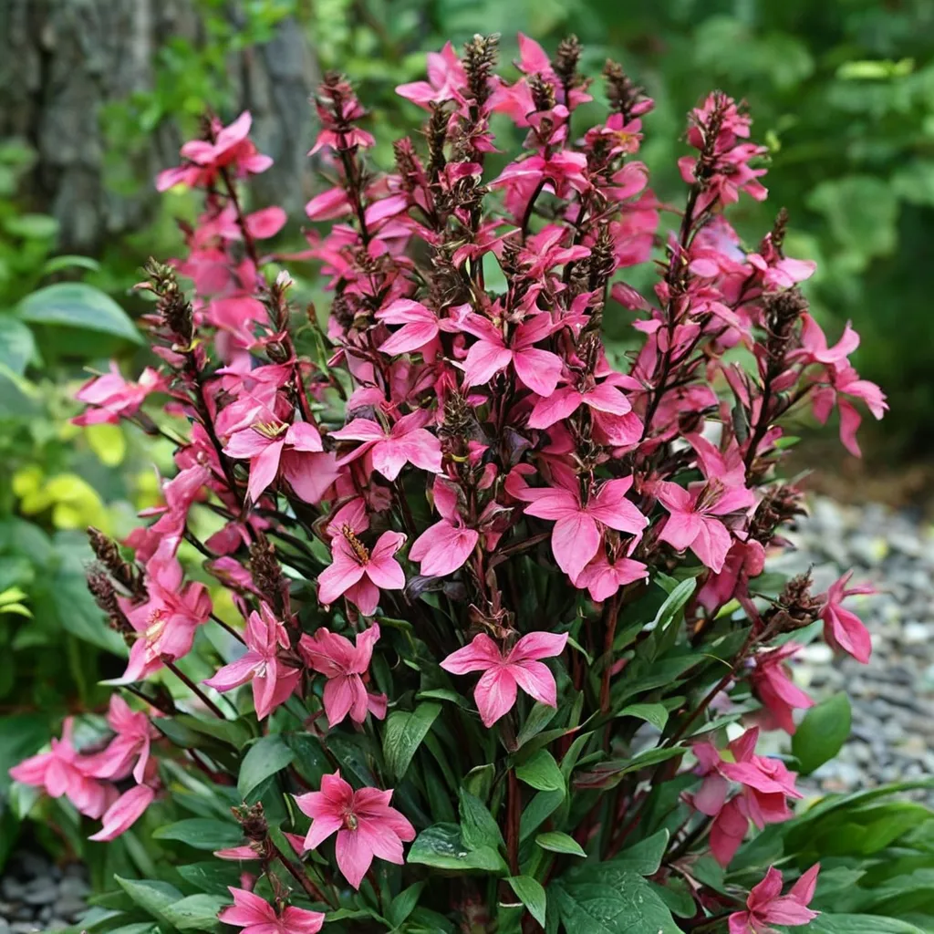 Cardinal Flower Deep Rose
