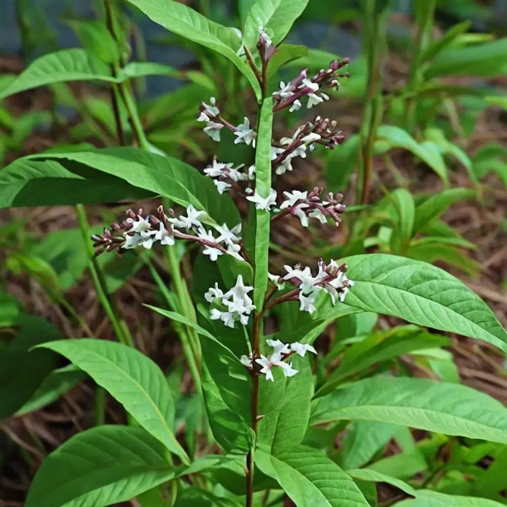 Lemon Verbena