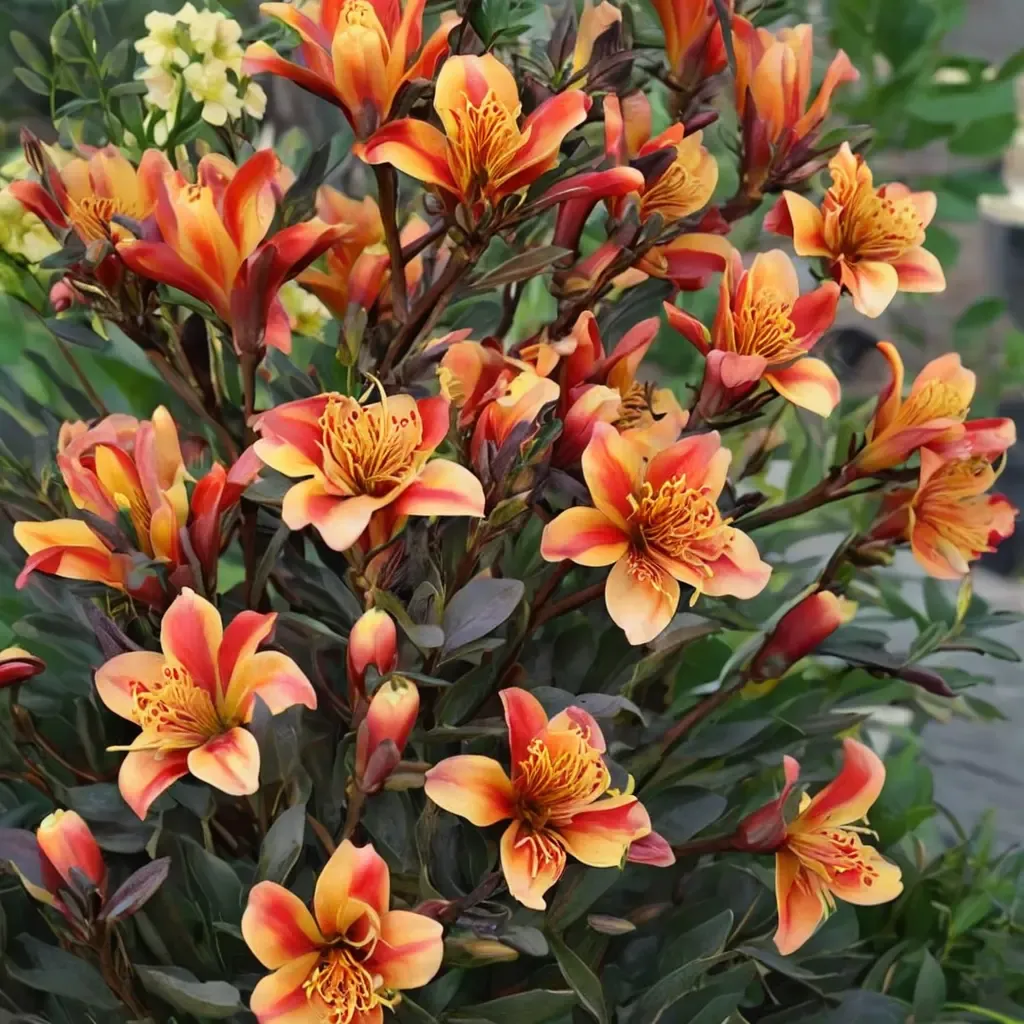 Indian Summer Peruvian Lily