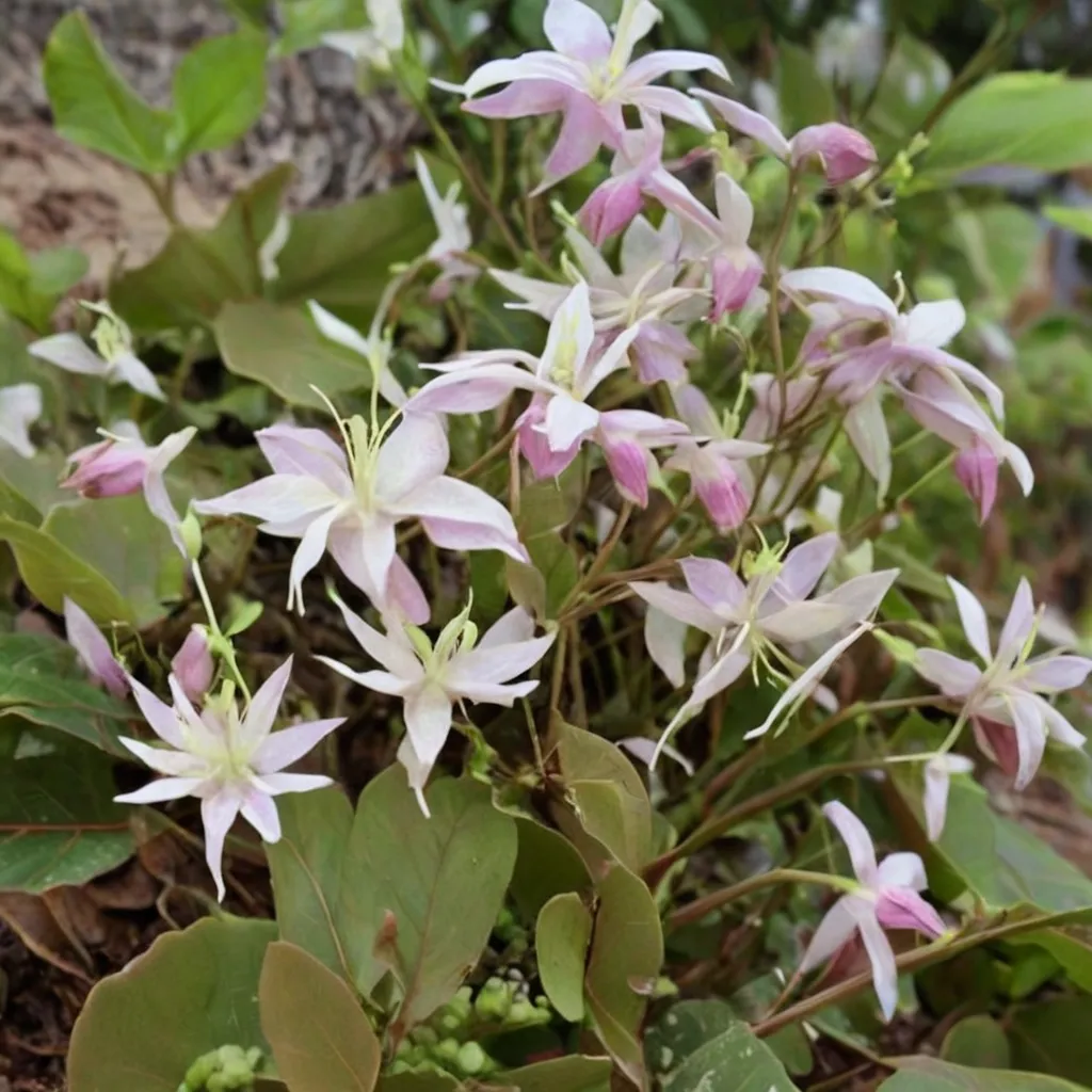 Fairy Dust Barrenwort