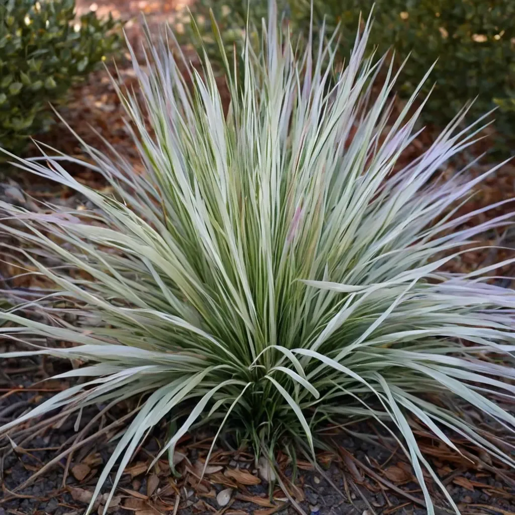 Northern Lights Tufted Hairgrass