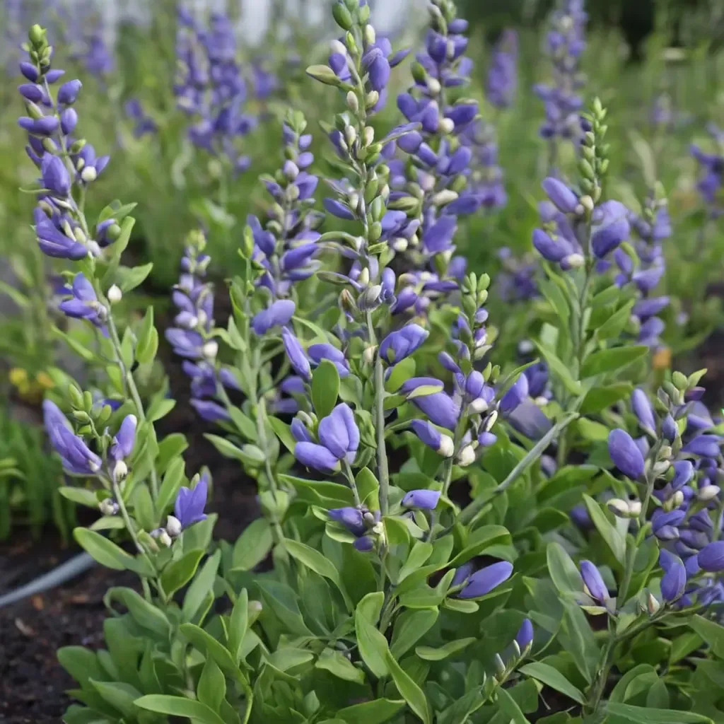 Blue Bubbly False Indigo