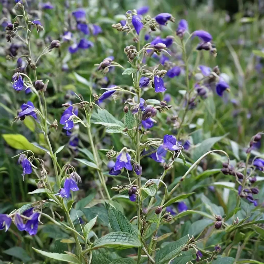 Blue Butterflies Caryopteris