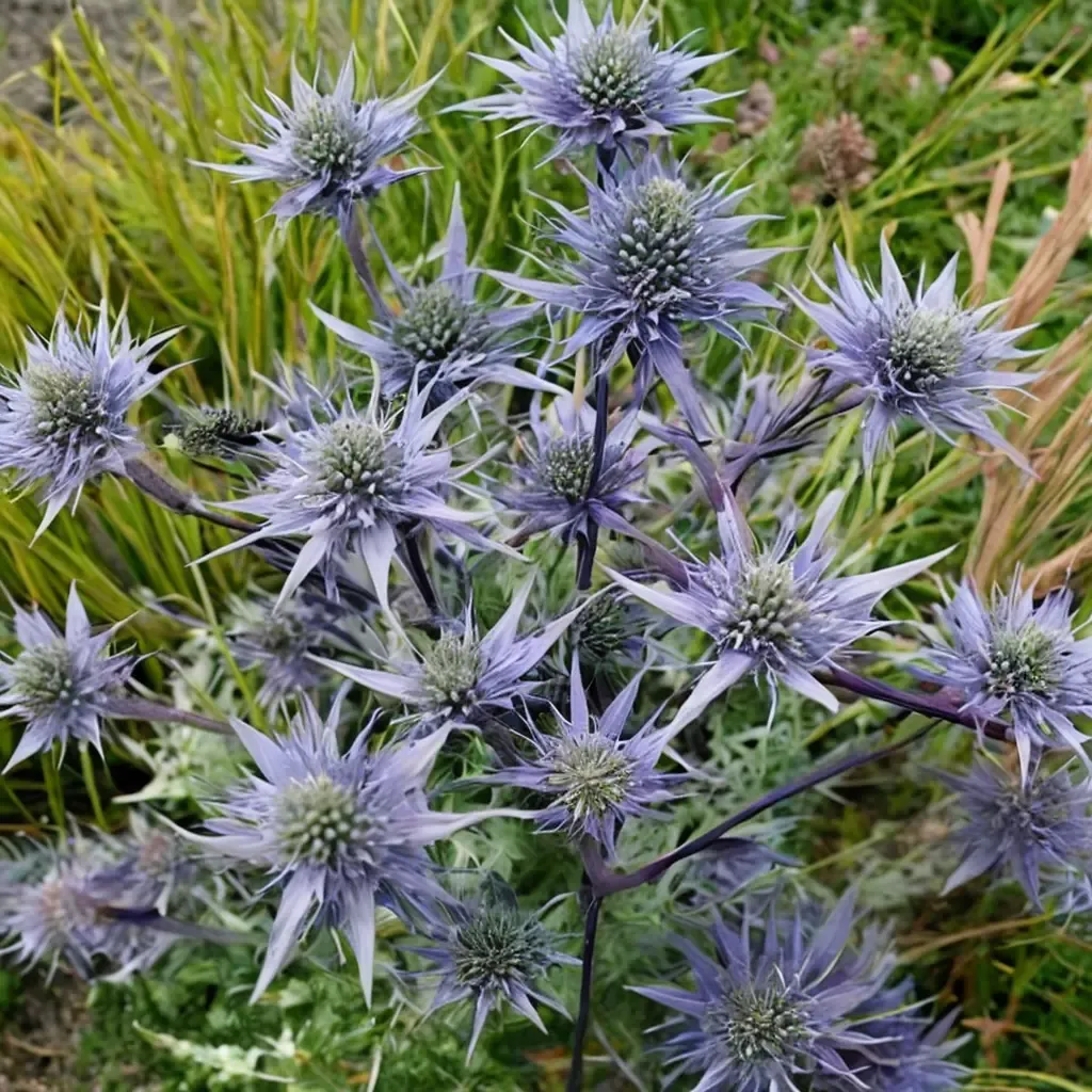 Picos Blue Sea Holly