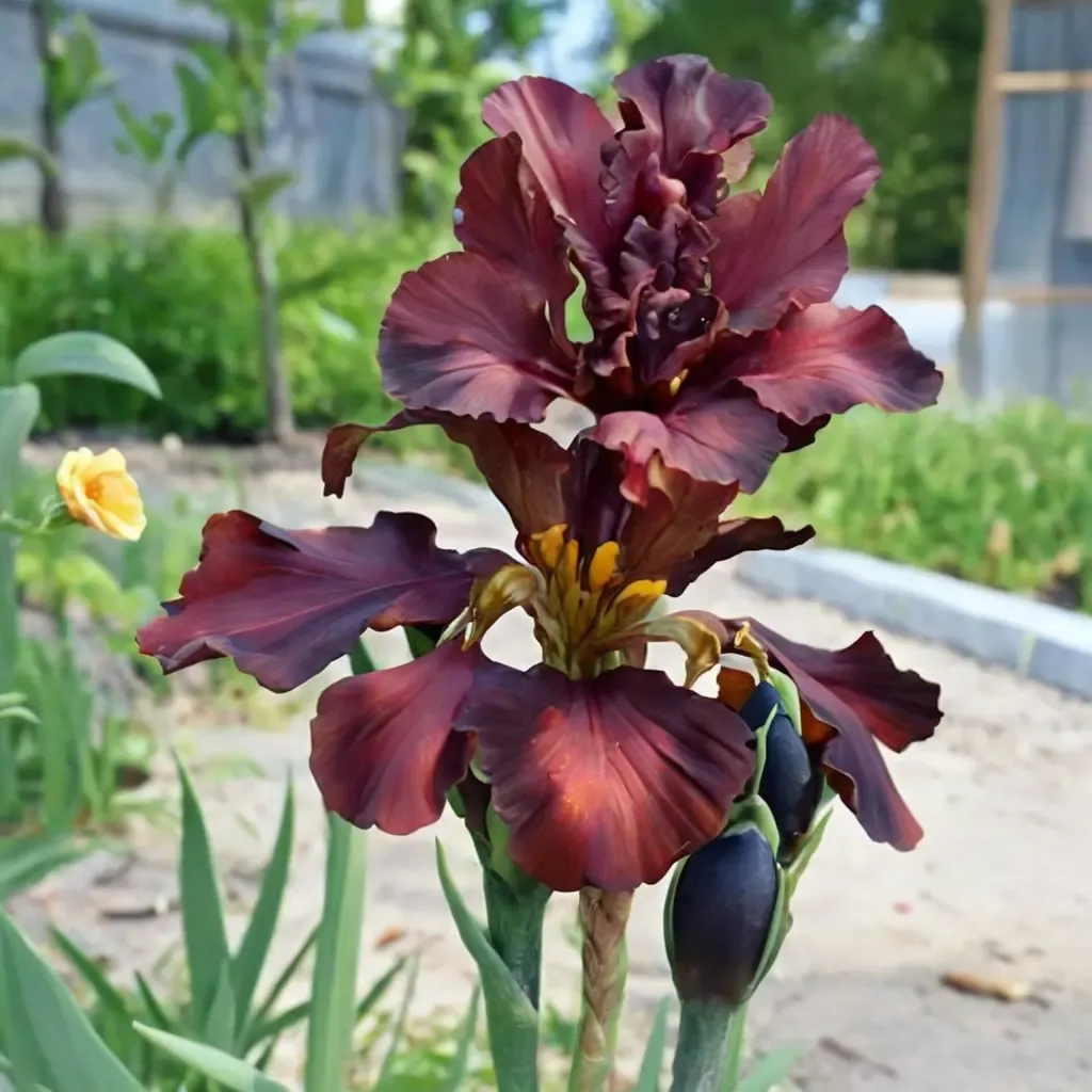 War Chief Bearded Iris