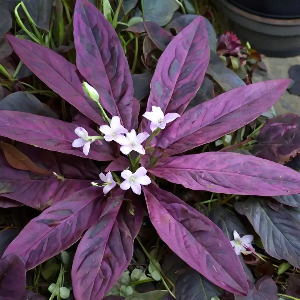 Purple Shamrock