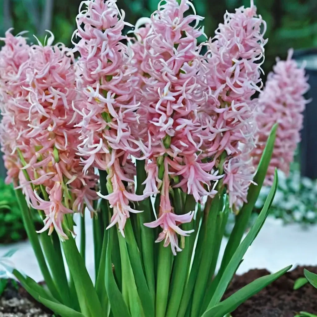 Pink Festival Hyacinth