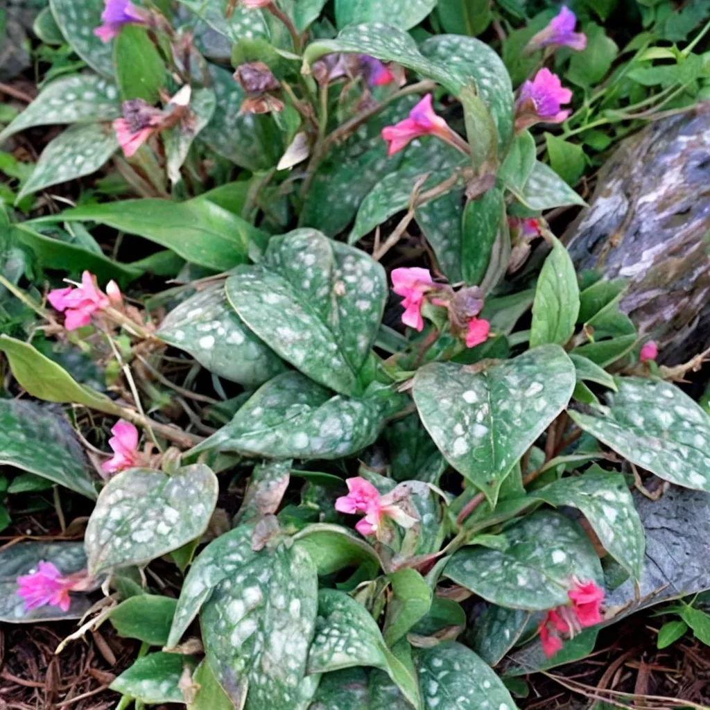 Spilled Milk Lungwort