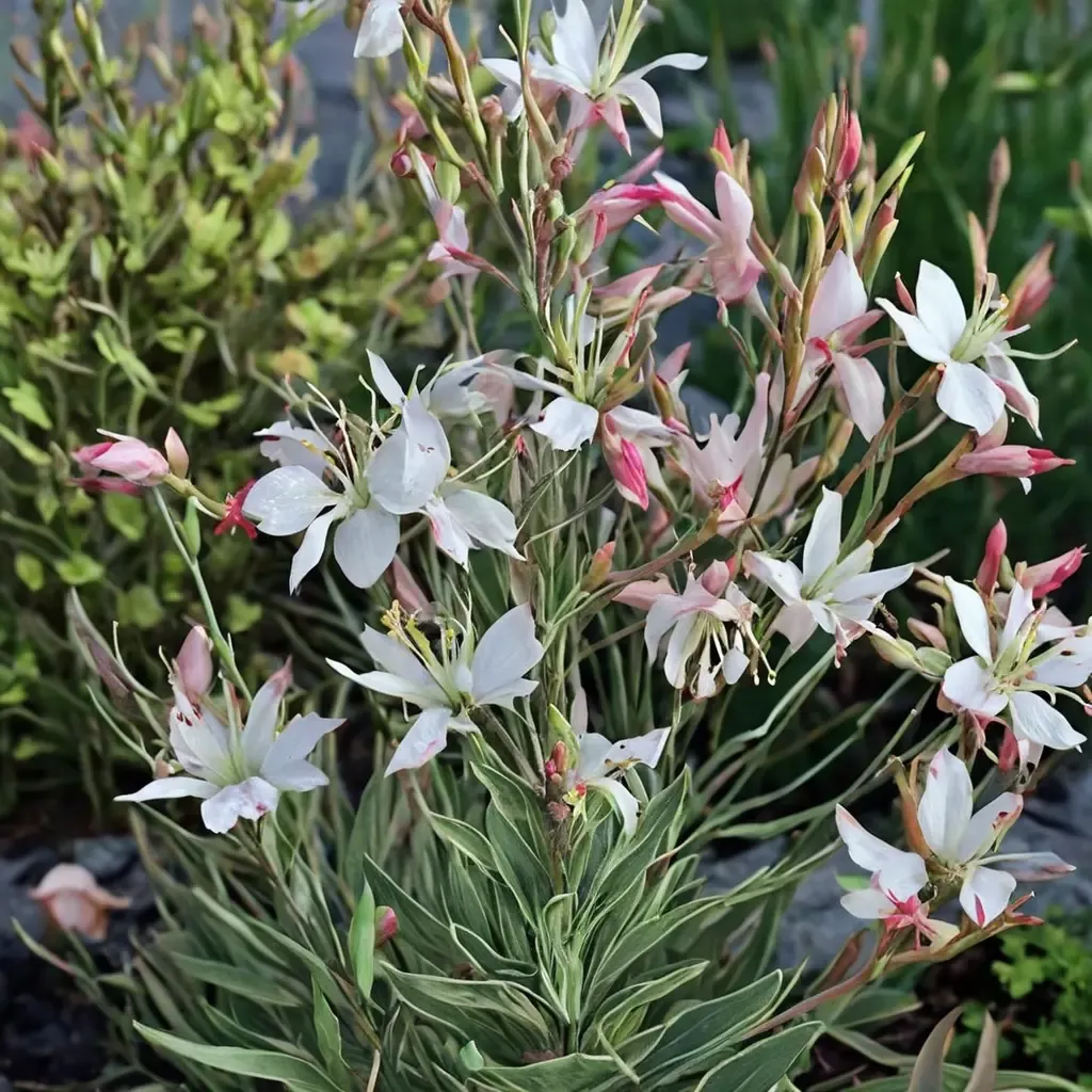 Silver Fountain Beeblossom