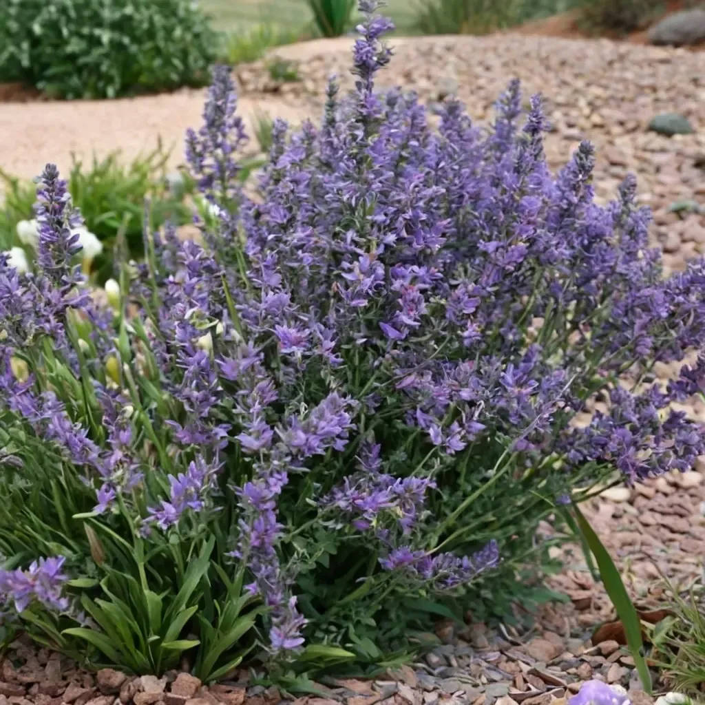 Little Trudy Catmint