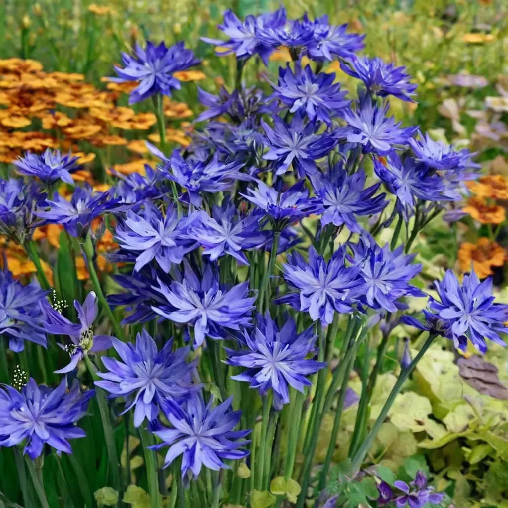 Northern Star African Lily
