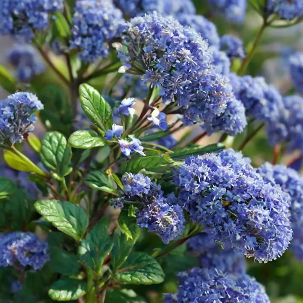 Autumnal Blue California Lilac