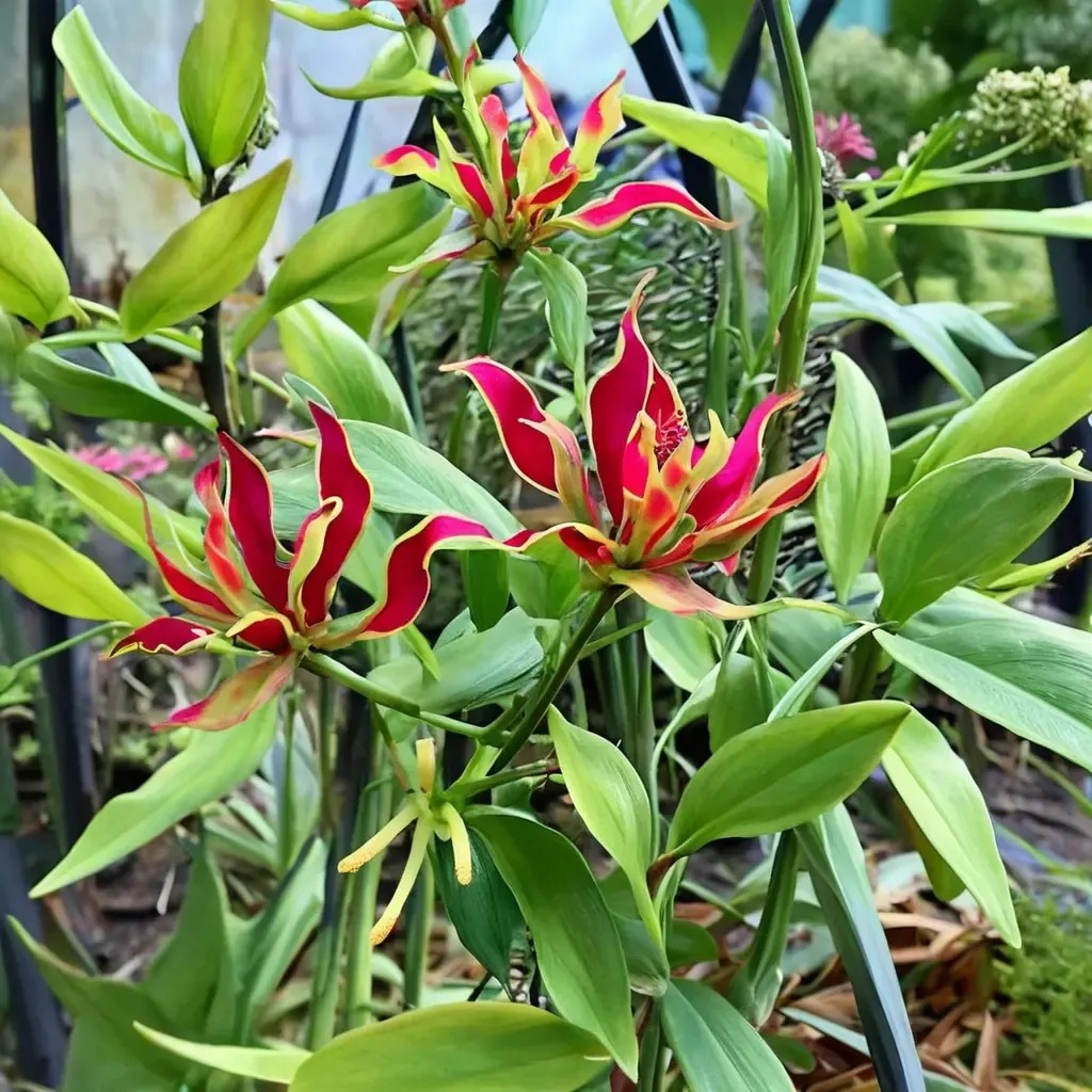 Glory Lily Climbing Lily