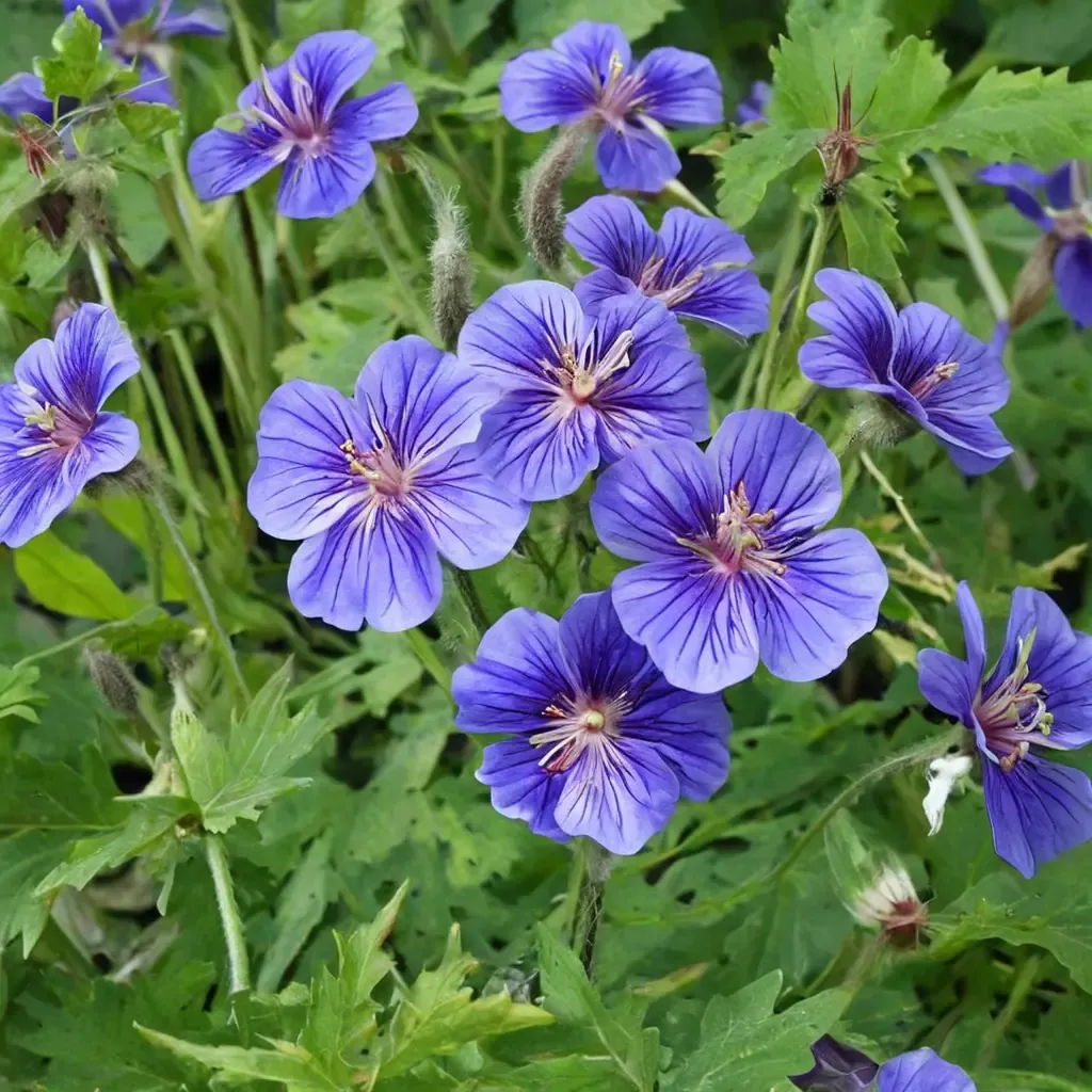 Cranesbill 'Rozanne'