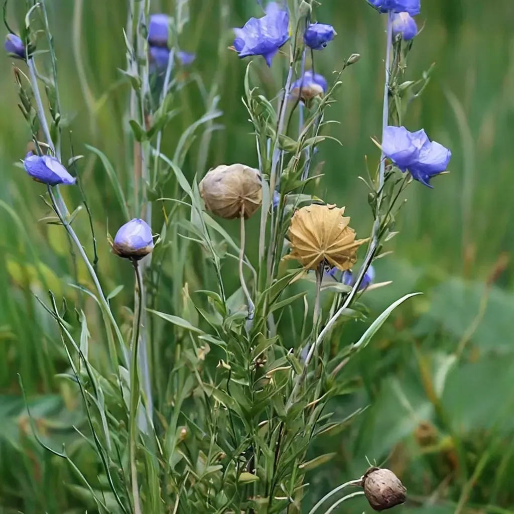 Common Flax