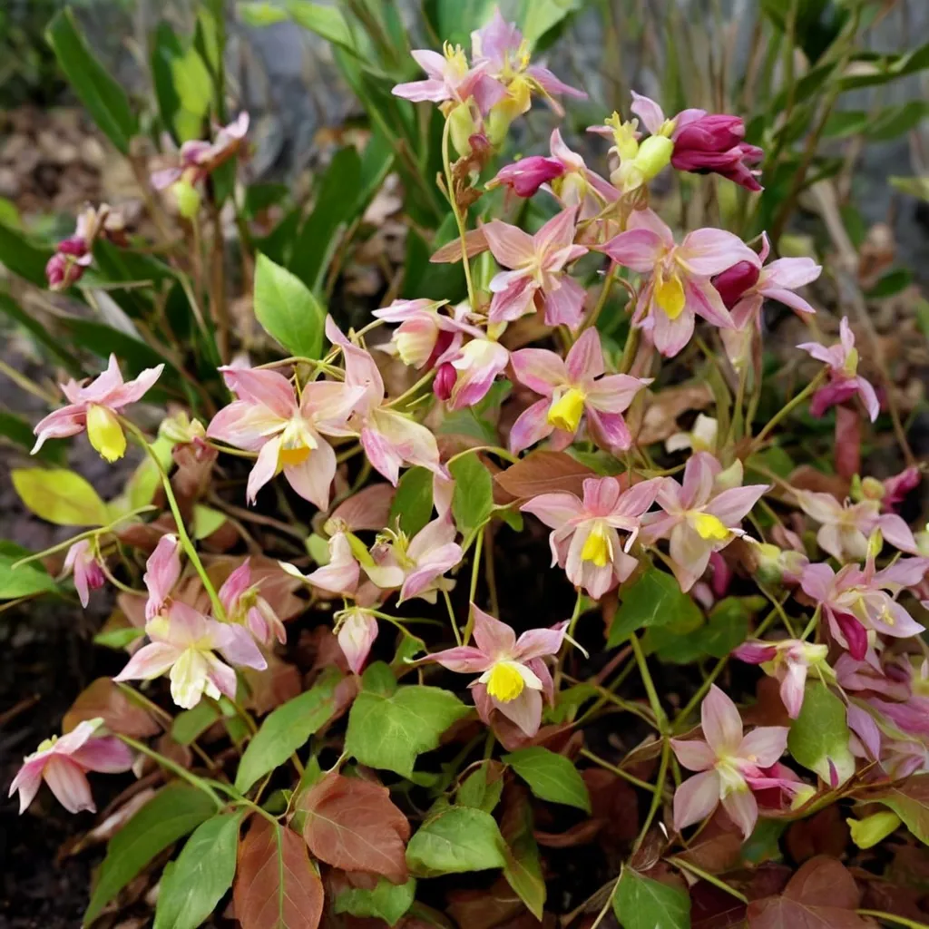 Bicolor Barrenwort