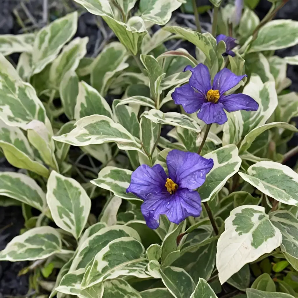 Lynn's Variegated Potato Bush