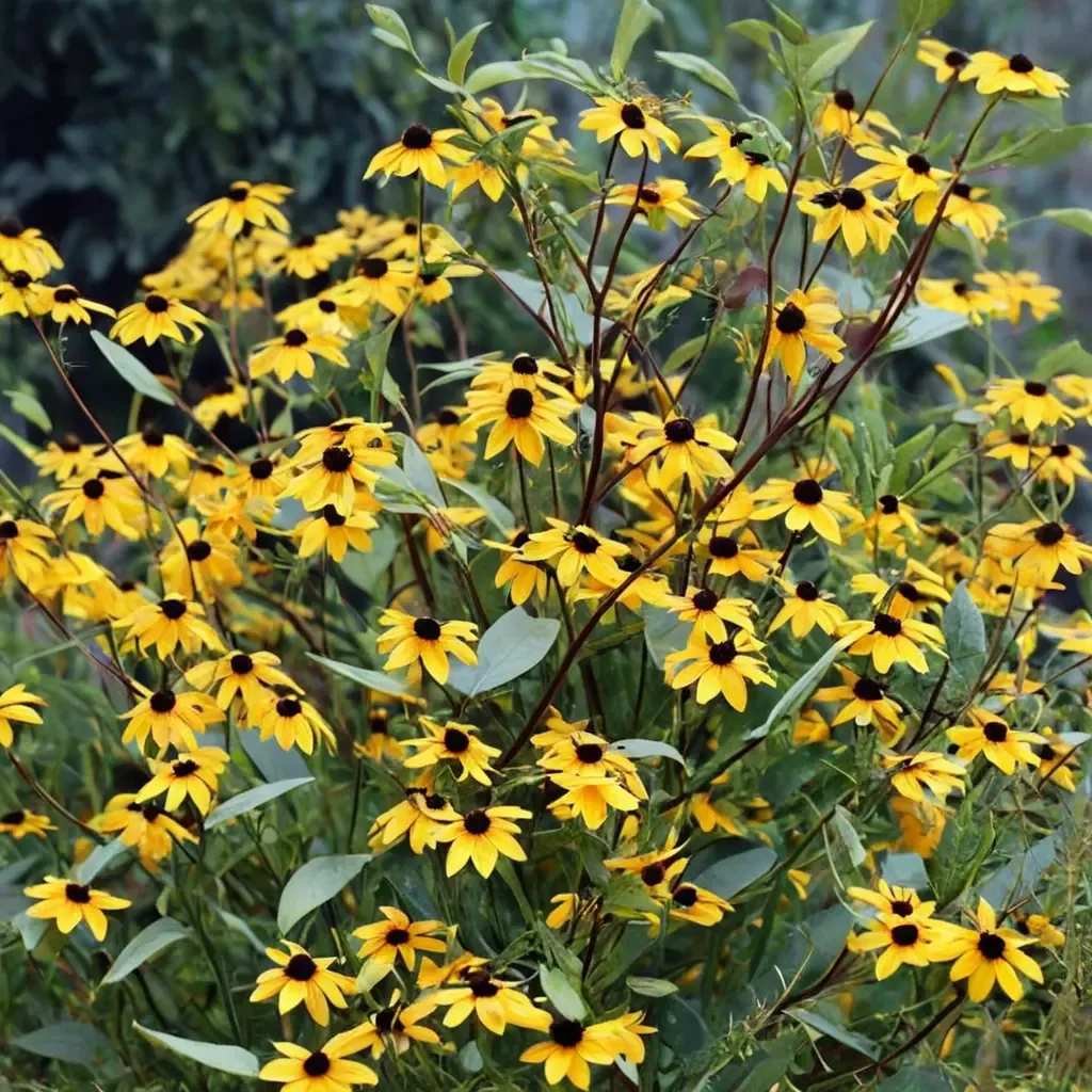 Brown-eyed Susan