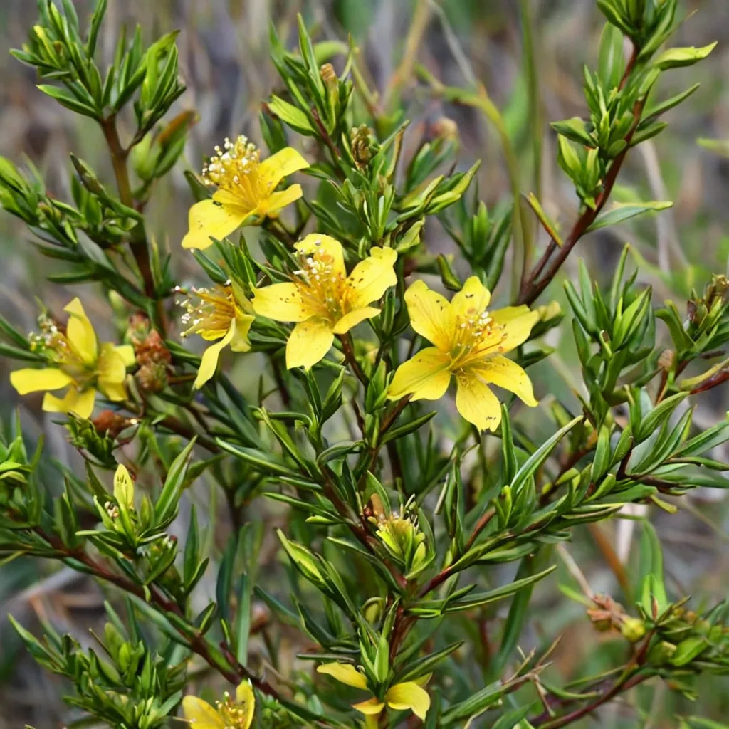 Peelbark St. John's Wort