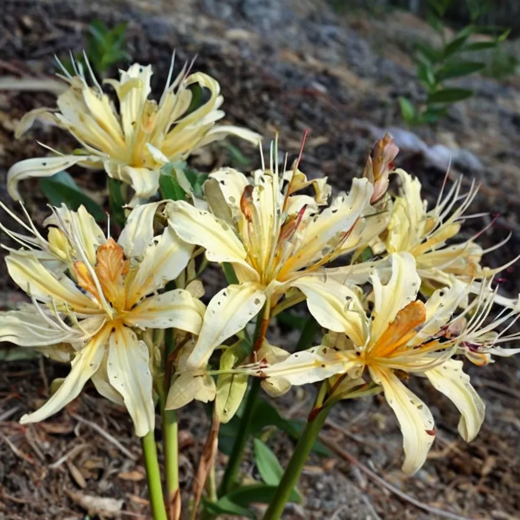 Golden Panda Surprise Lily