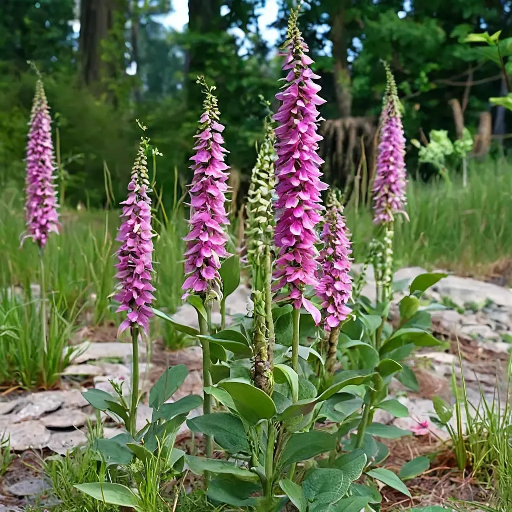 Foxglove