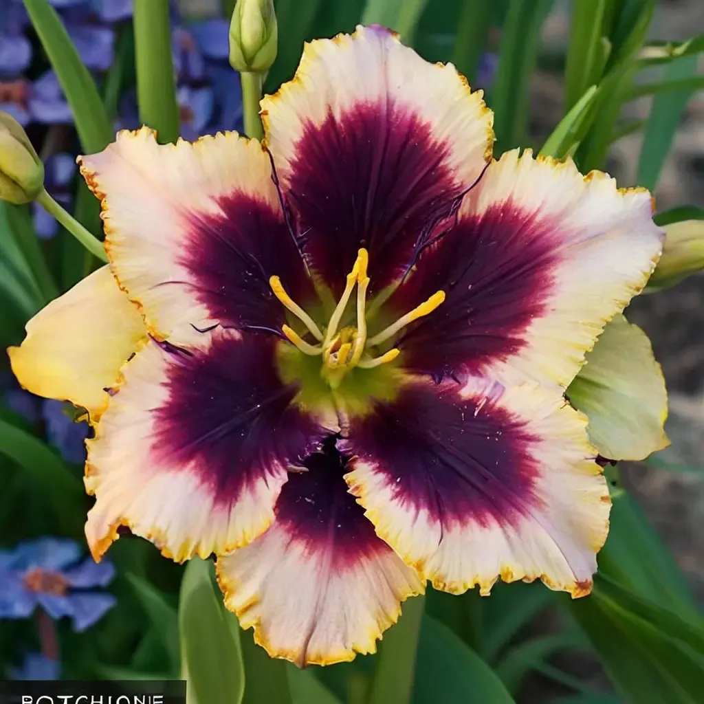 Blackthorne Reblooming Jumbo Daylily