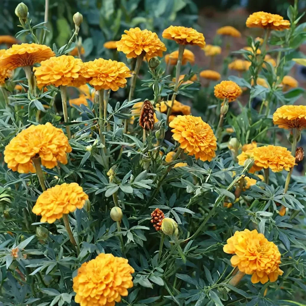 African Marigold