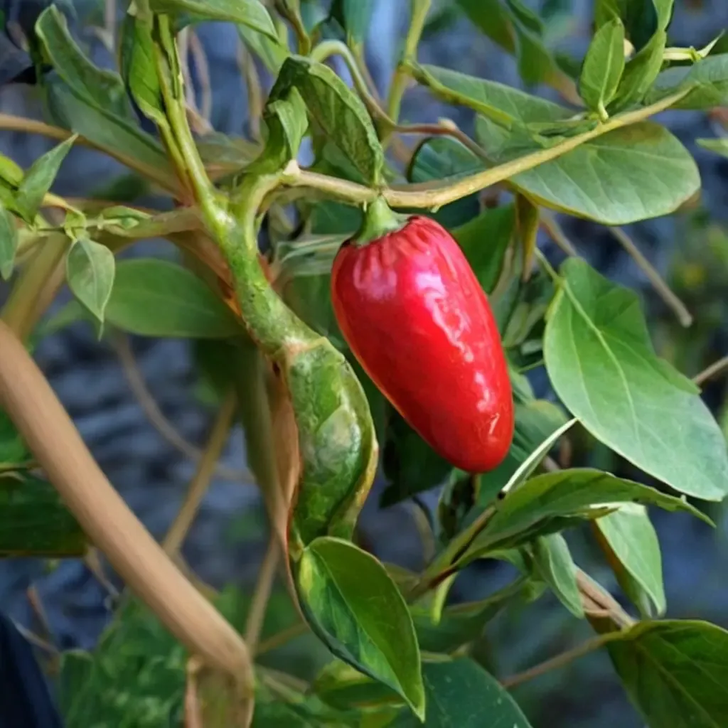 Hot Chile Pepper