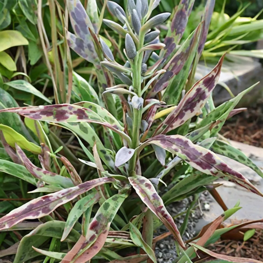 Texas Tuberose, Spice Lily