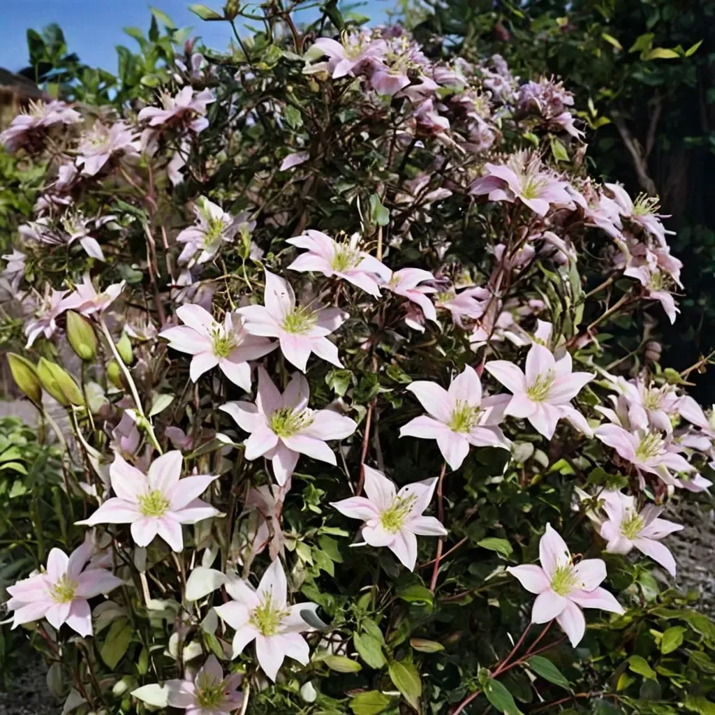 Anemone Clematis, Mountain Clematis
