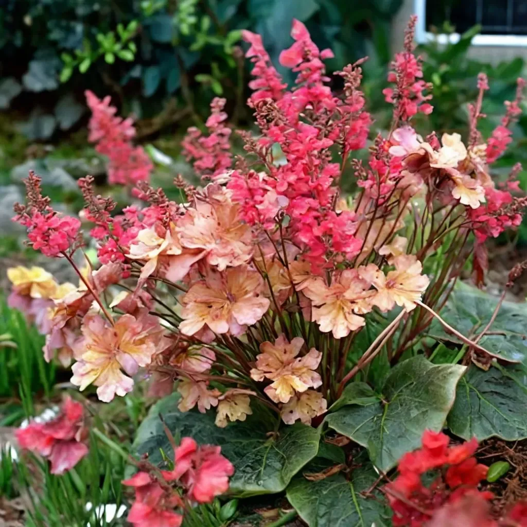 Frilly Coral Bells