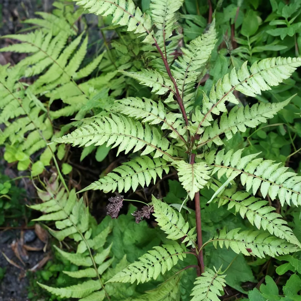 Eared Lady Fern