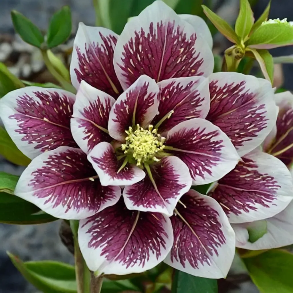 Lenten Rose 'Shotgun Wedding'