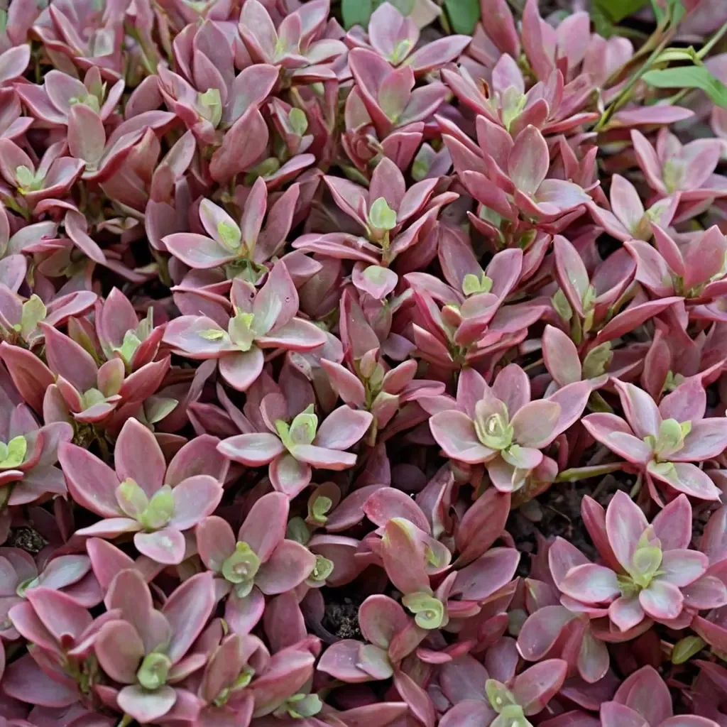 Firecracker Stonecrop