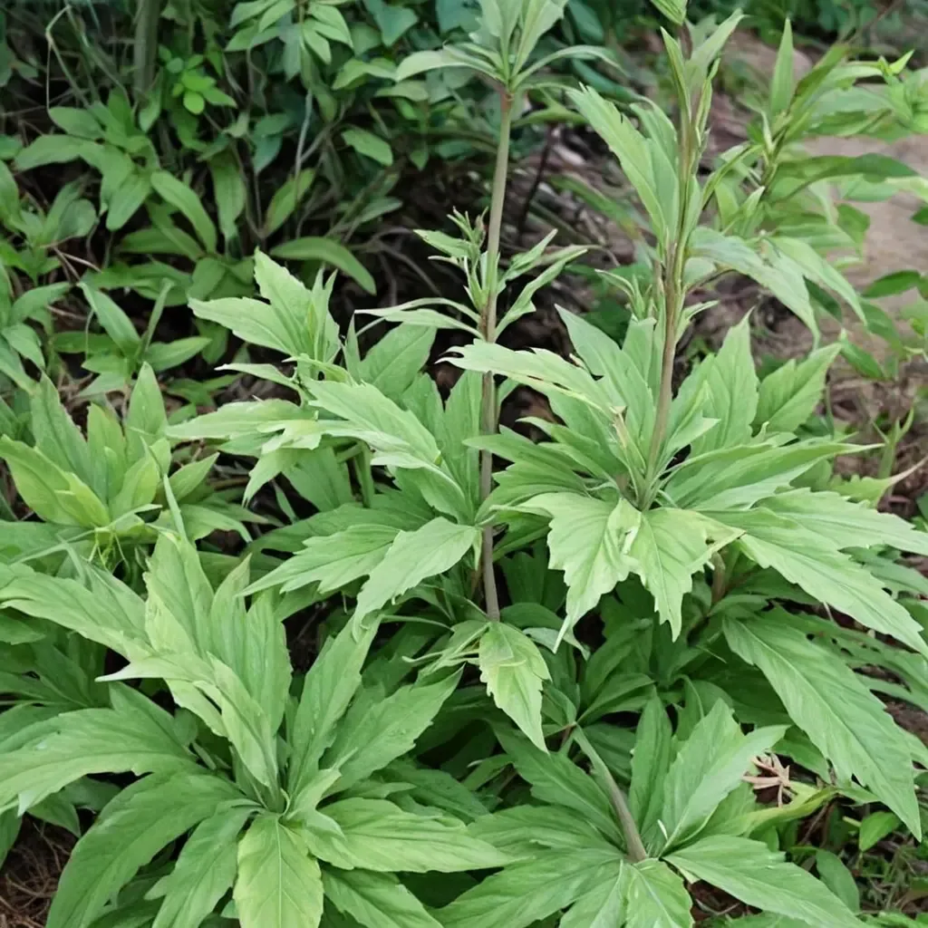 Shredded Umbrella Plant