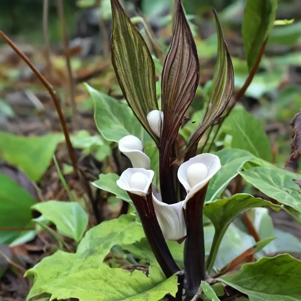Gaudy Jack-in-the-Pulpit