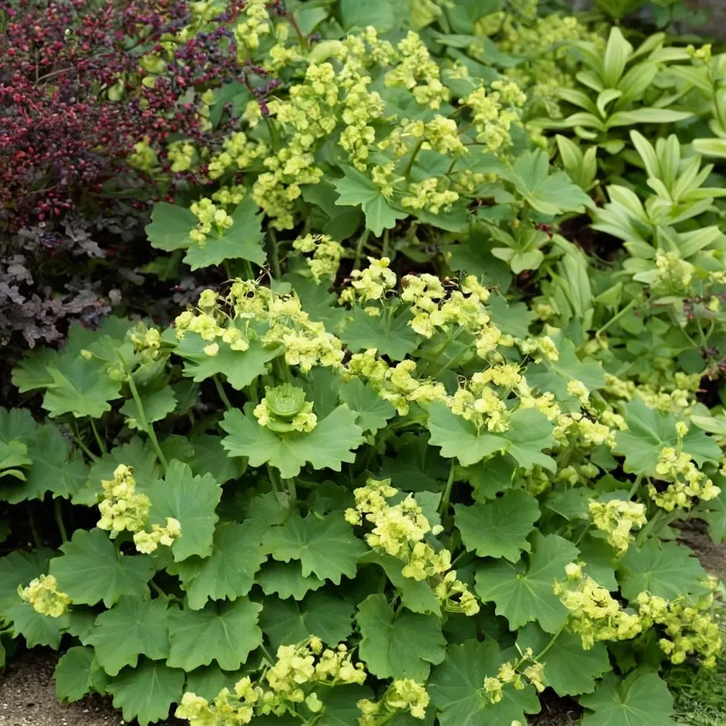 Thriller Lady's Mantle