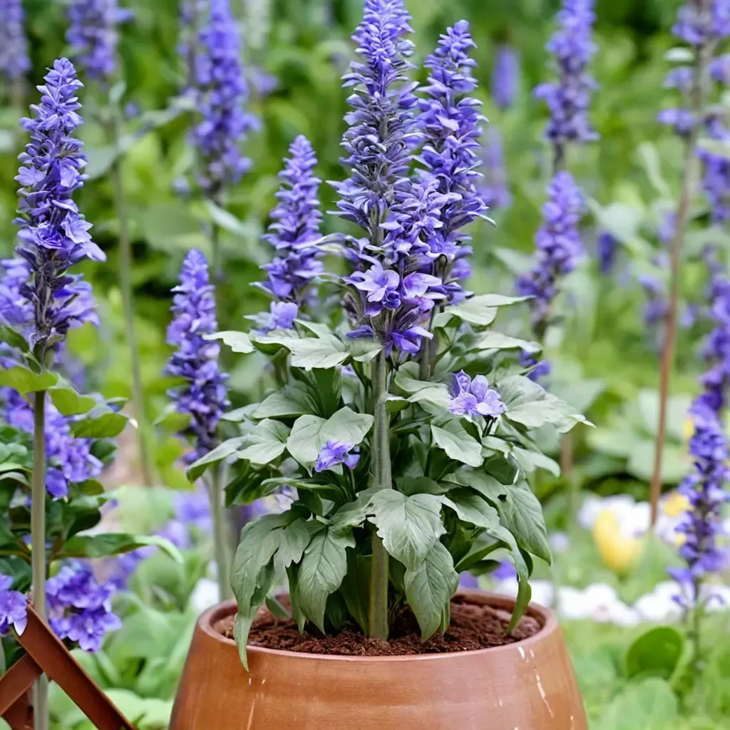 Mystic Spires Blue Salvia