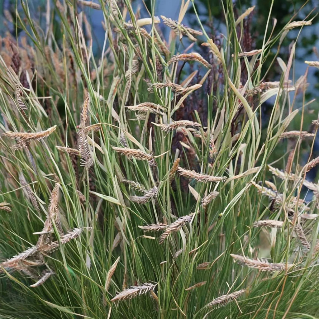 Honeycomb Blue Grama Grass