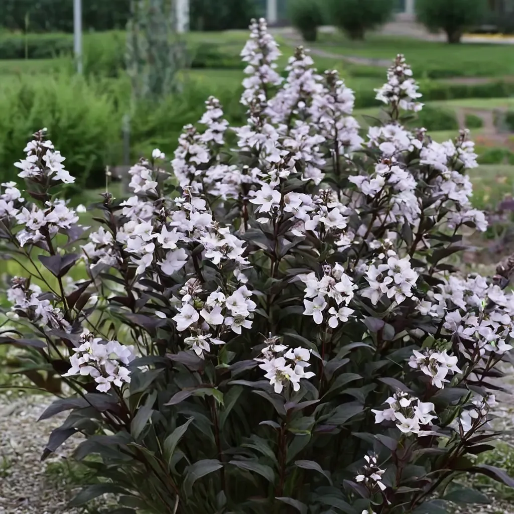Onyx and Pearls Beardtongue