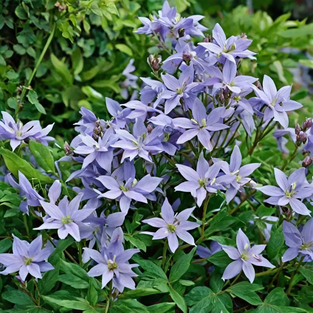Milky Bellflower