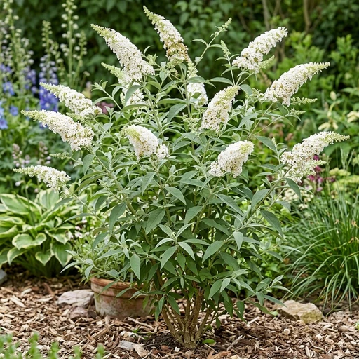 Butterfly Bush