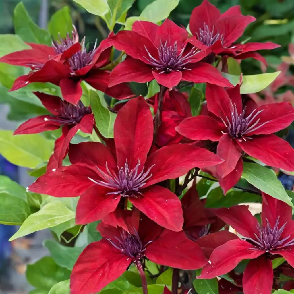 Nubia Clematis